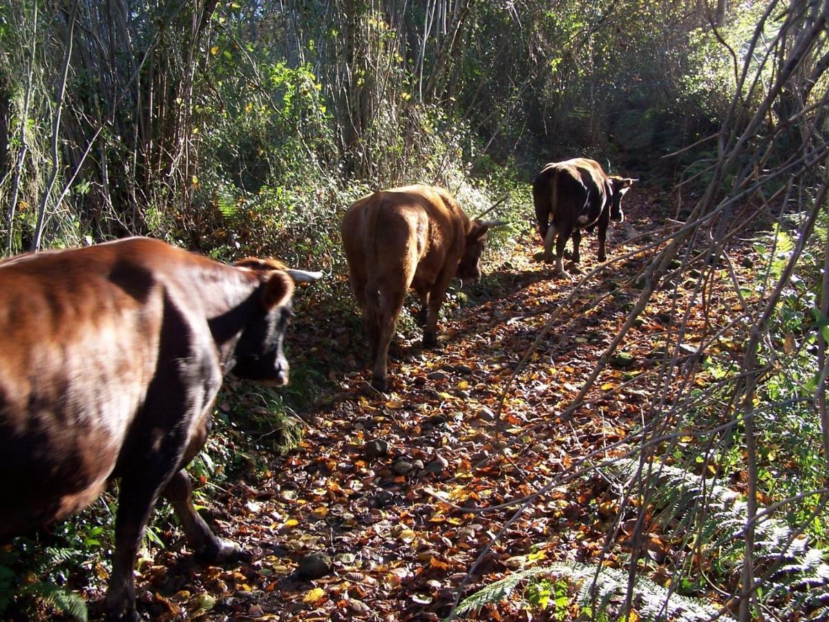 Posada De Muno Muñorrodero Εξωτερικό φωτογραφία